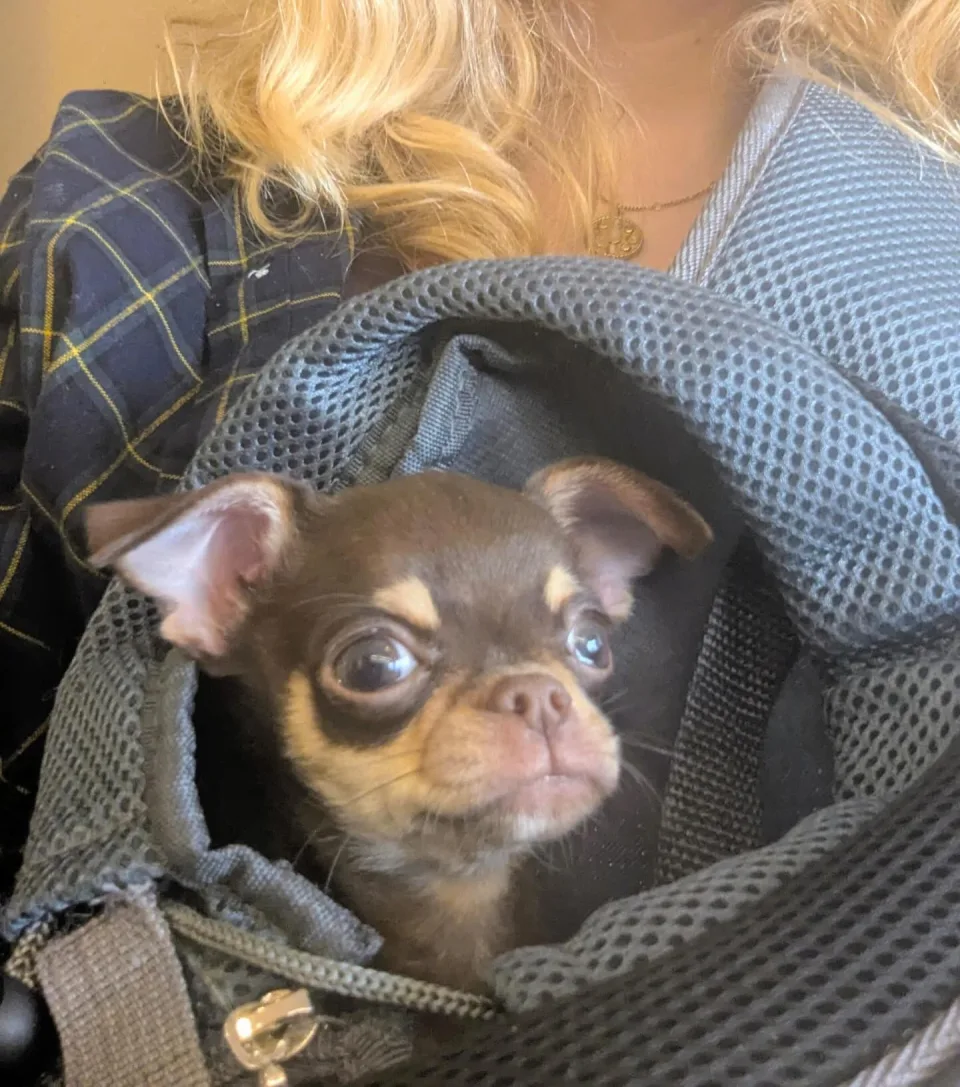 A small dog travelling comfortably during a Let’s Paws Together community outing