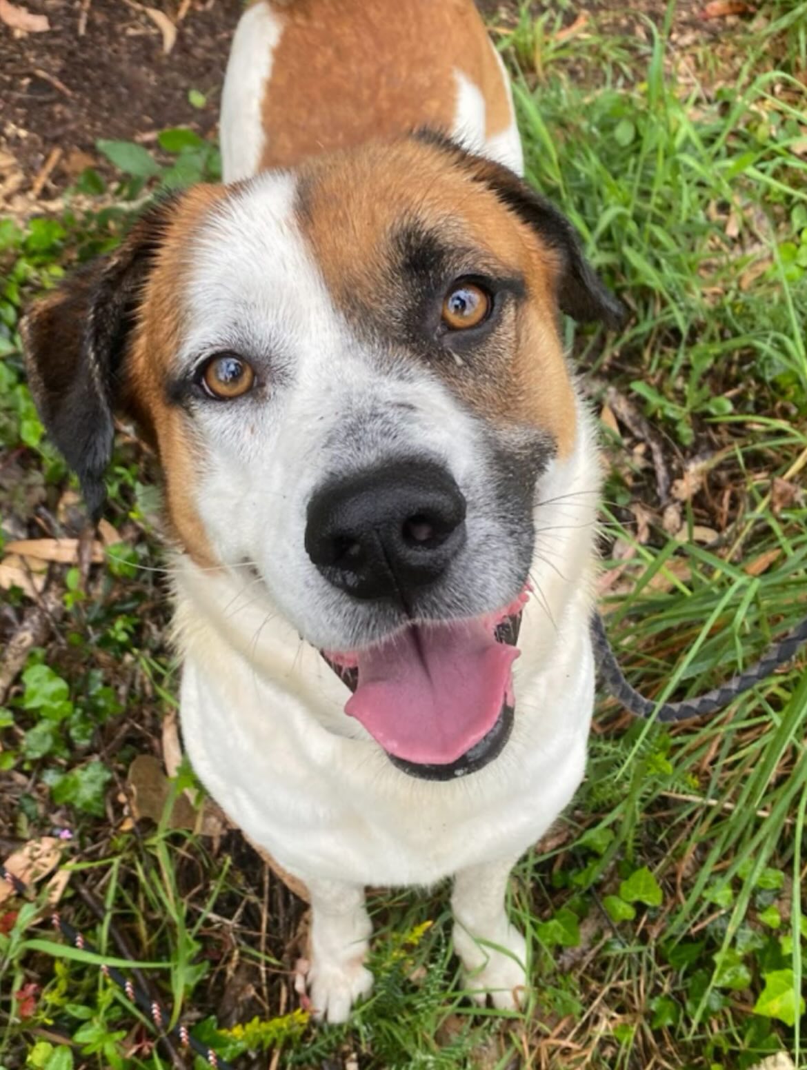 Mike the shelter dog in Mafra waiting for adoption